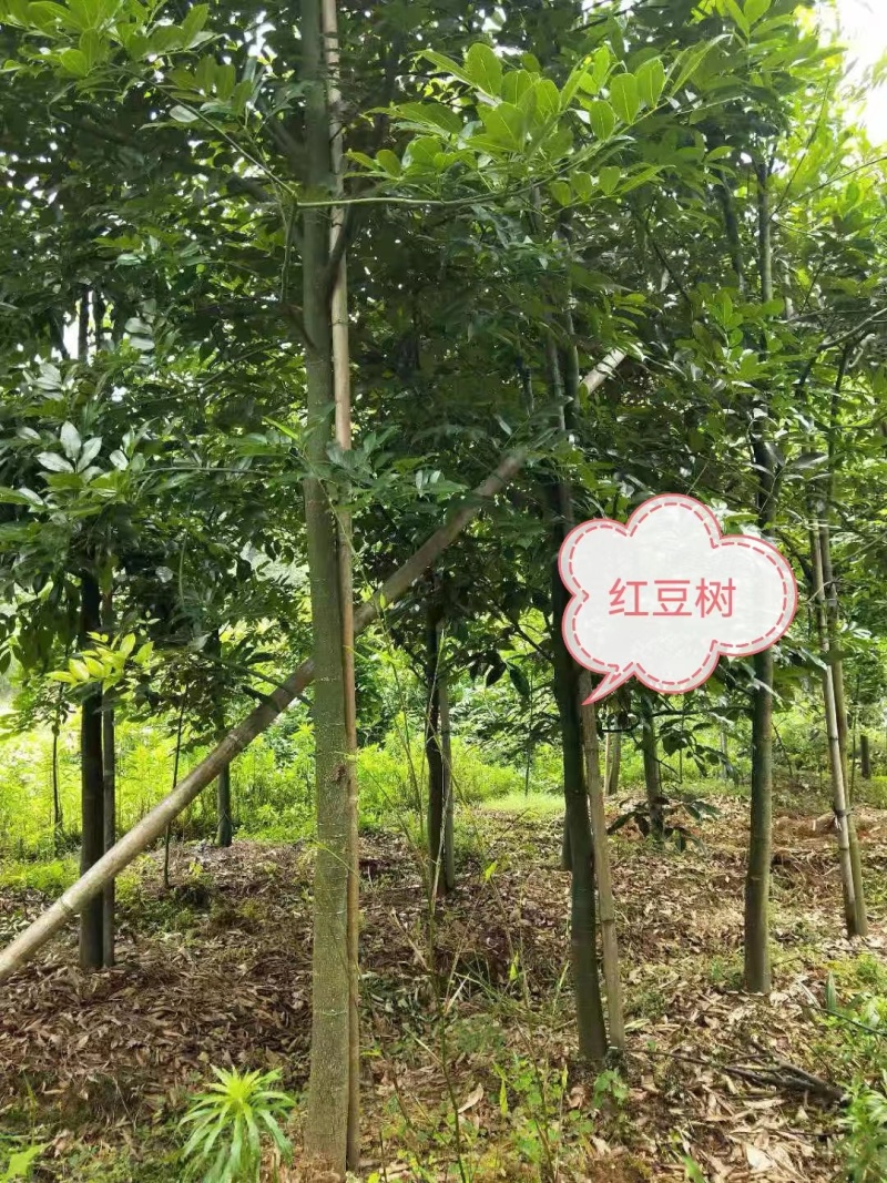 红豆树（又叫鄂西红豆，花梨木）