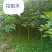 红豆树（又叫鄂西红豆，花梨木）