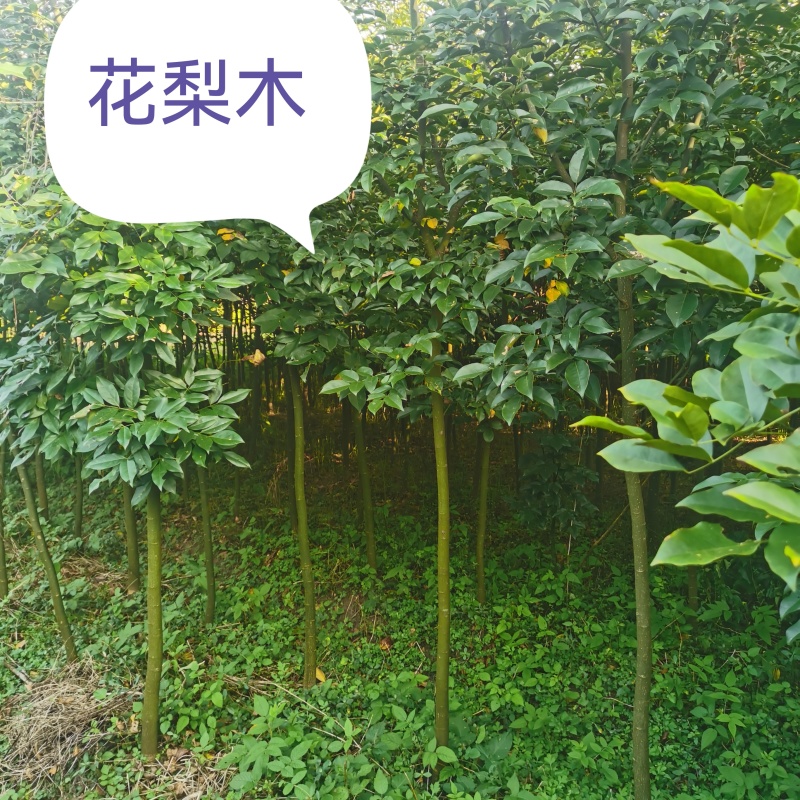 红豆树（又叫鄂西红豆，花梨木）