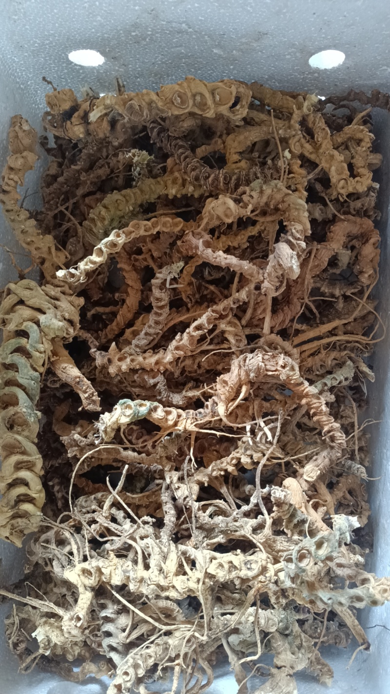 竹节三七精选货，