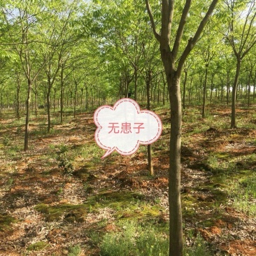 无患子树，无患子，黄金树