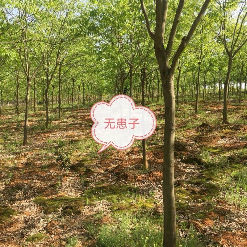 无患子树，无患子，黄金树