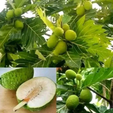 面包果