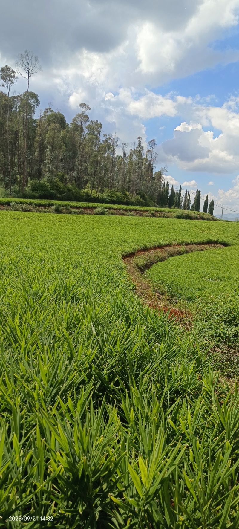 生姜