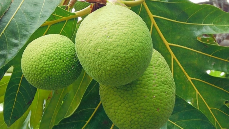 面包果