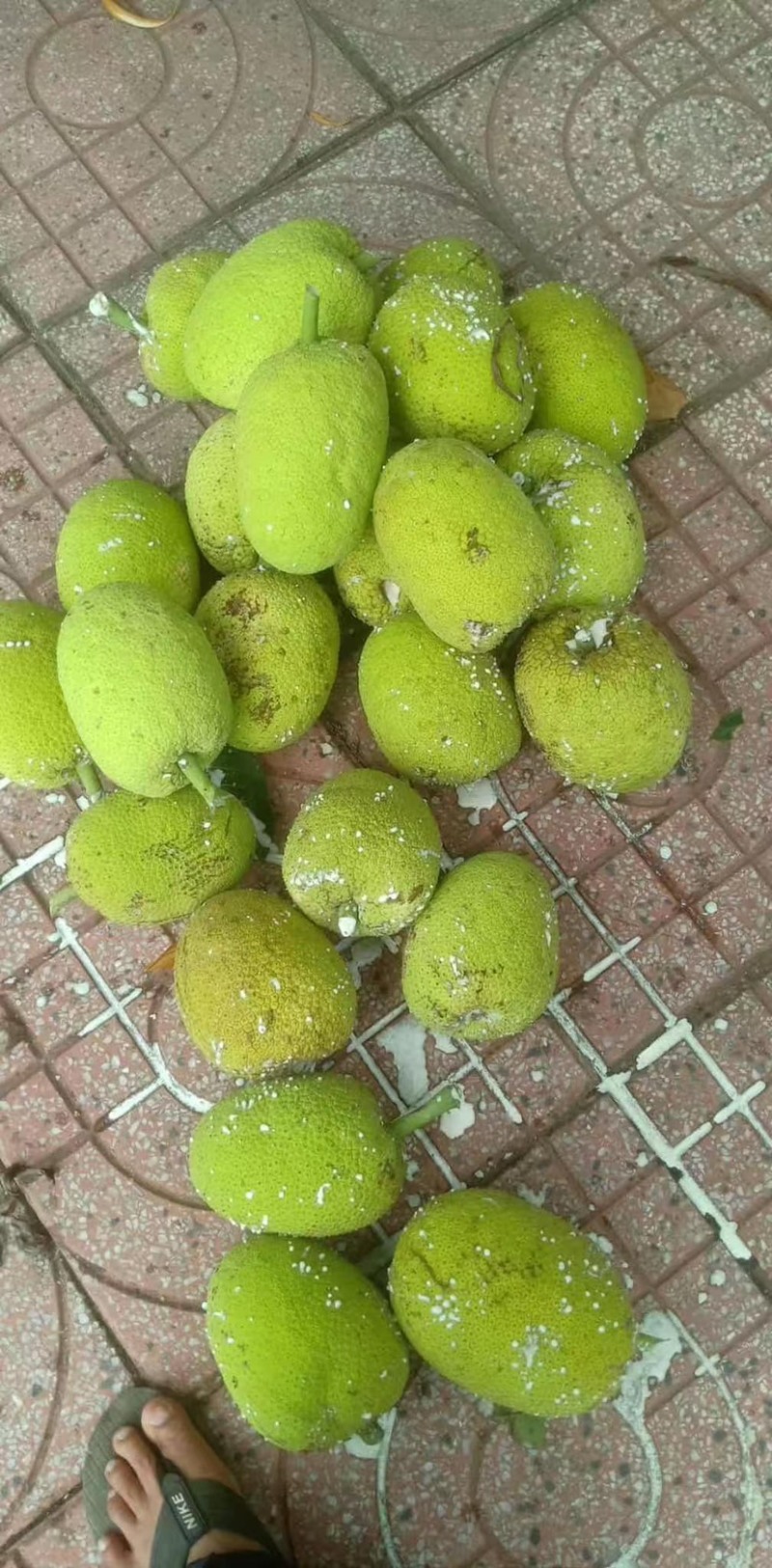 面包果