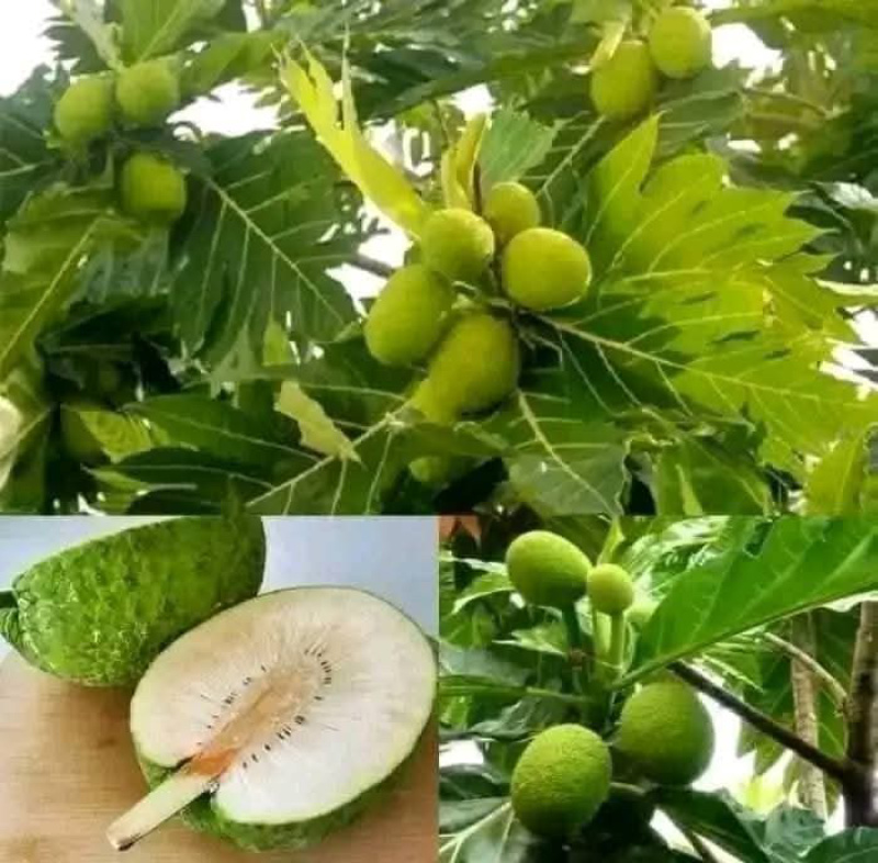 面包果