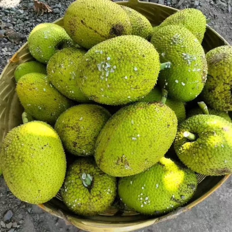 面包果