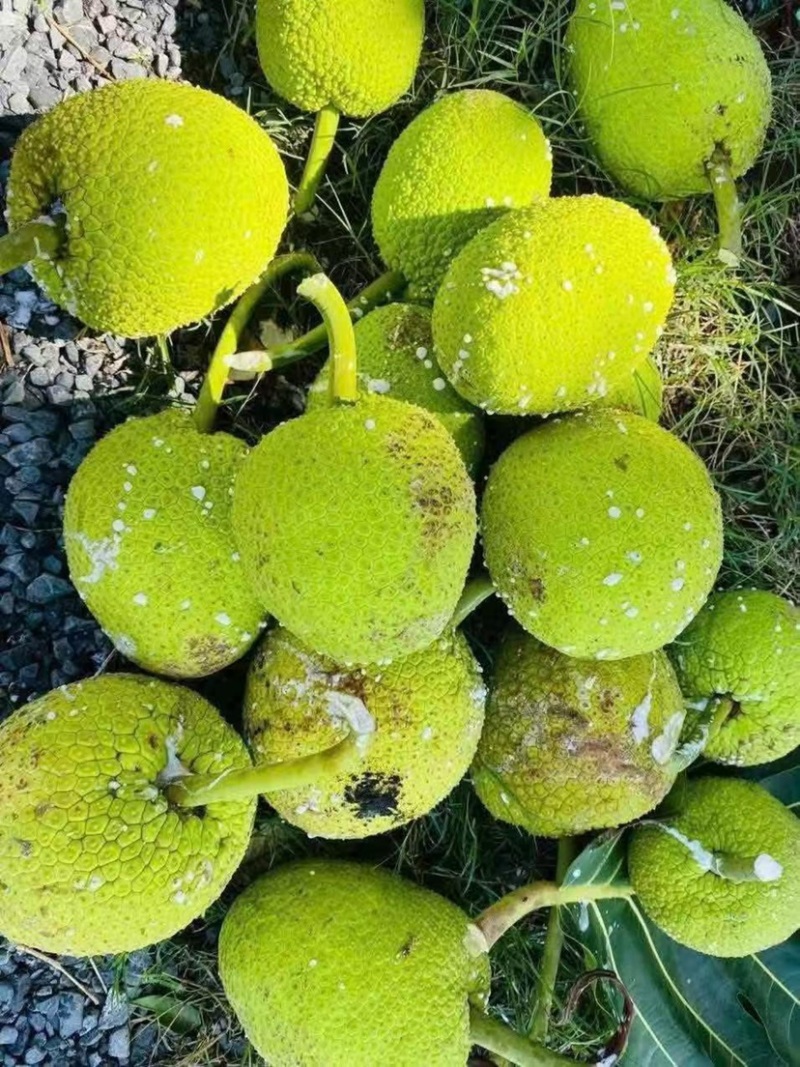 面包果