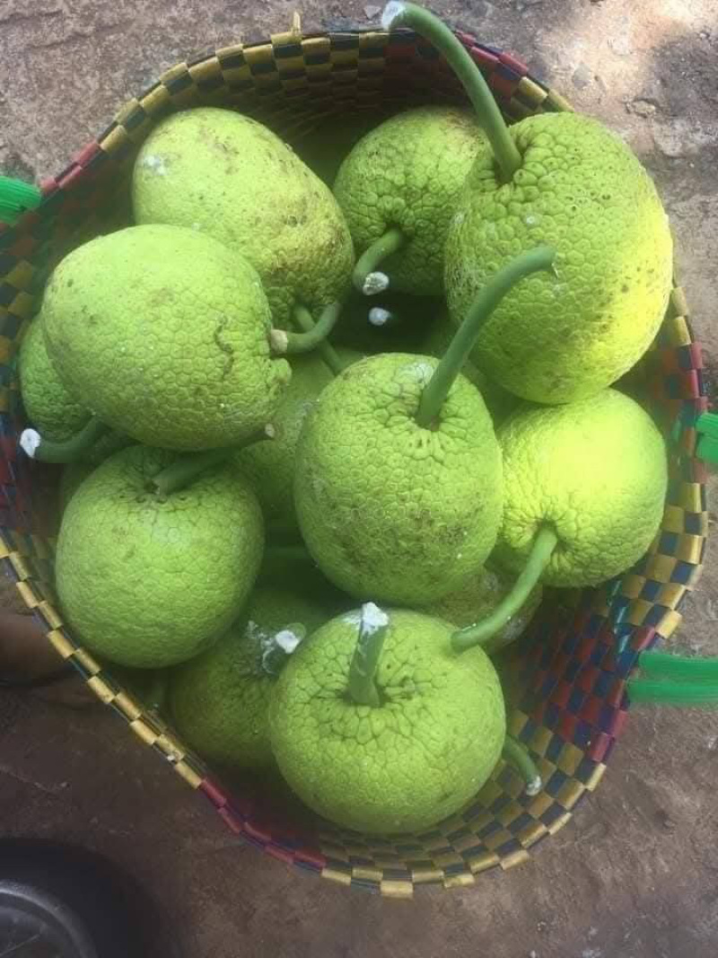 面包果