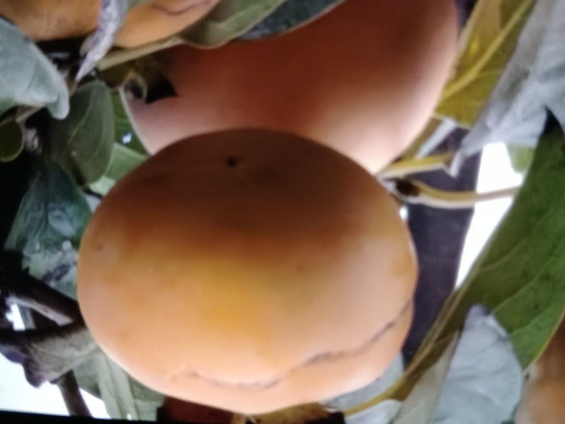 阳丰甜柿