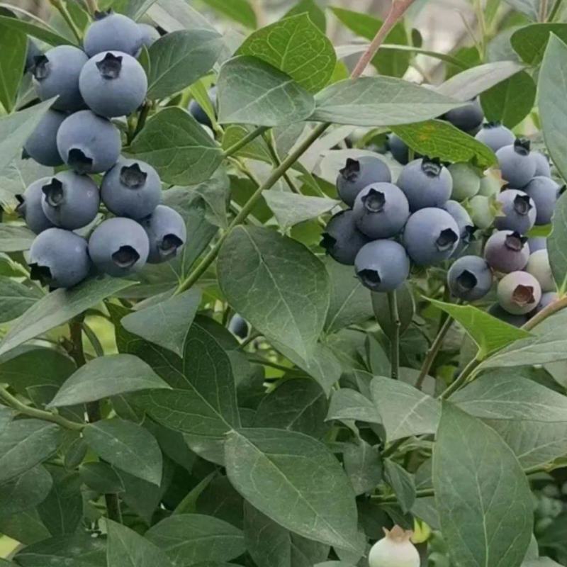 科研基地蓝莓种苗