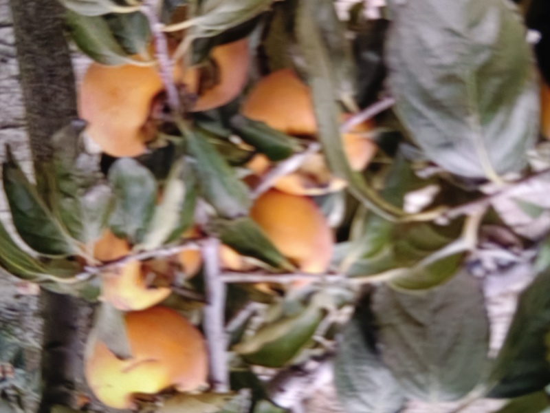 阳丰甜柿