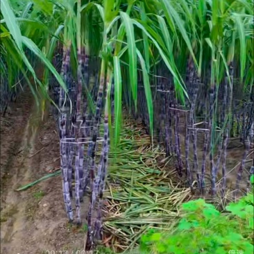 精品甘蔗新鲜无虫产地直供，现砍现发，新鲜多汁