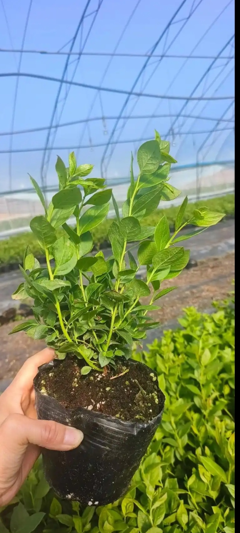 科研基地蓝莓种苗