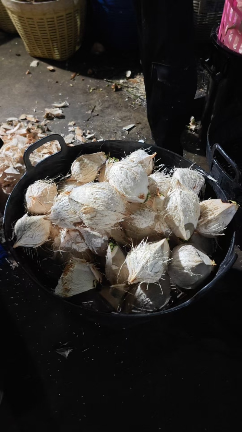 毛椰2.5元工厂直营/椰子水/椰子肉/香水椰