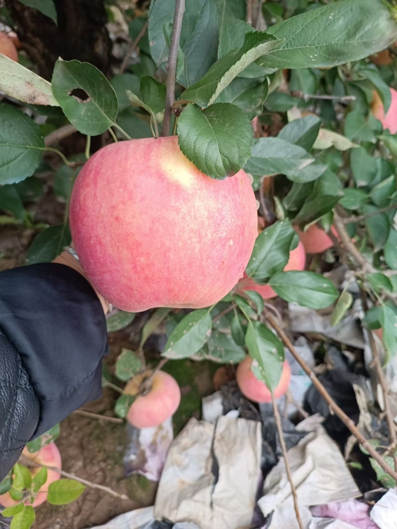 精品红富士苹果，大量上市中，产地直发
