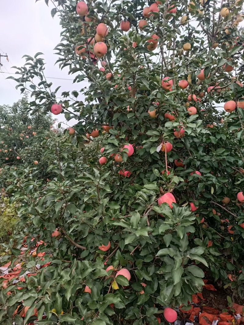 精品红富士苹果，大量上市中，产地直发