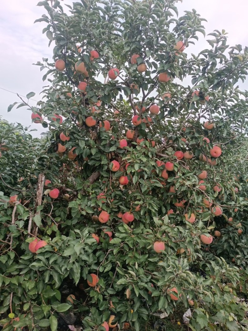 精品红富士苹果，大量上市中，产地直发