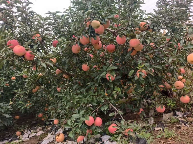 精品红富士苹果，大量上市中，产地直发
