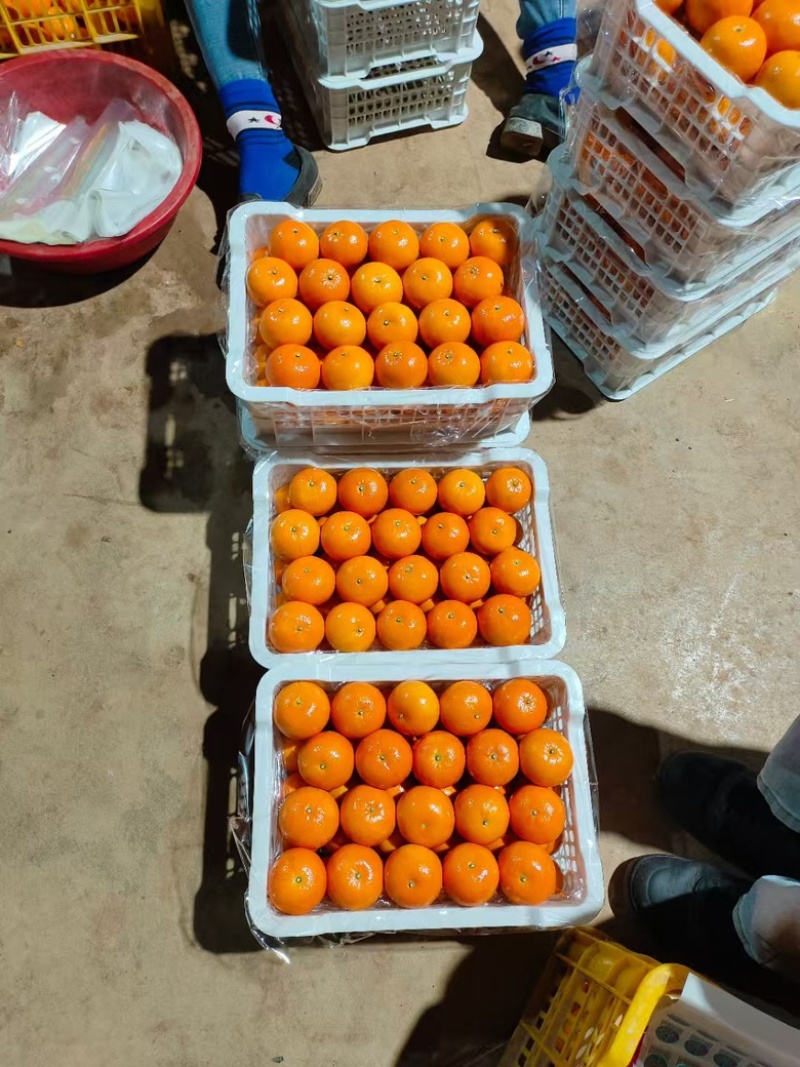 广西武鸣沃柑，大量有货