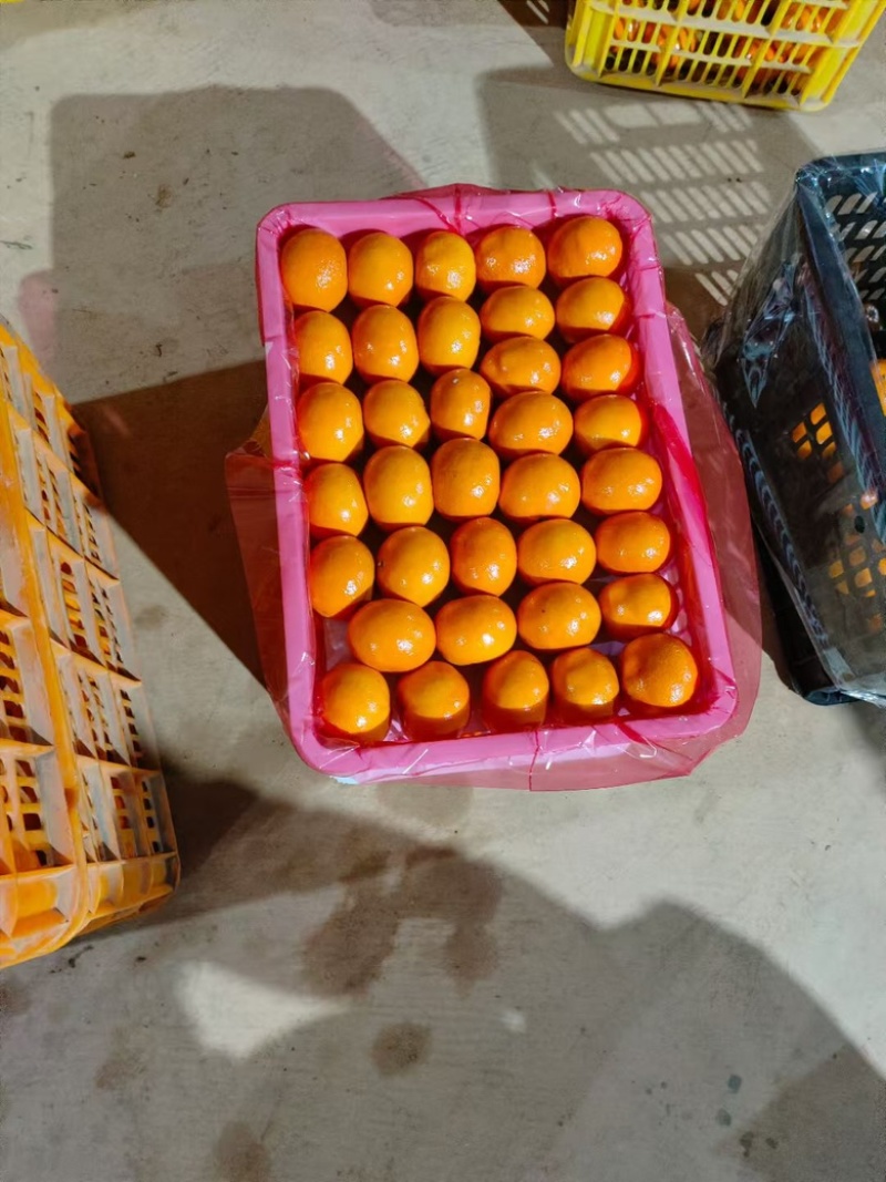 广西武鸣沃柑，大量有货