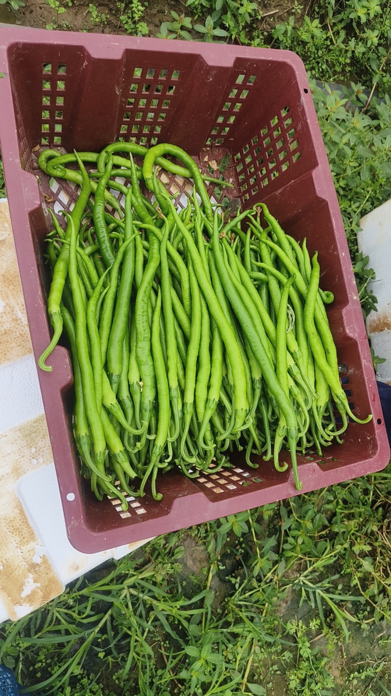 二荆条辣椒