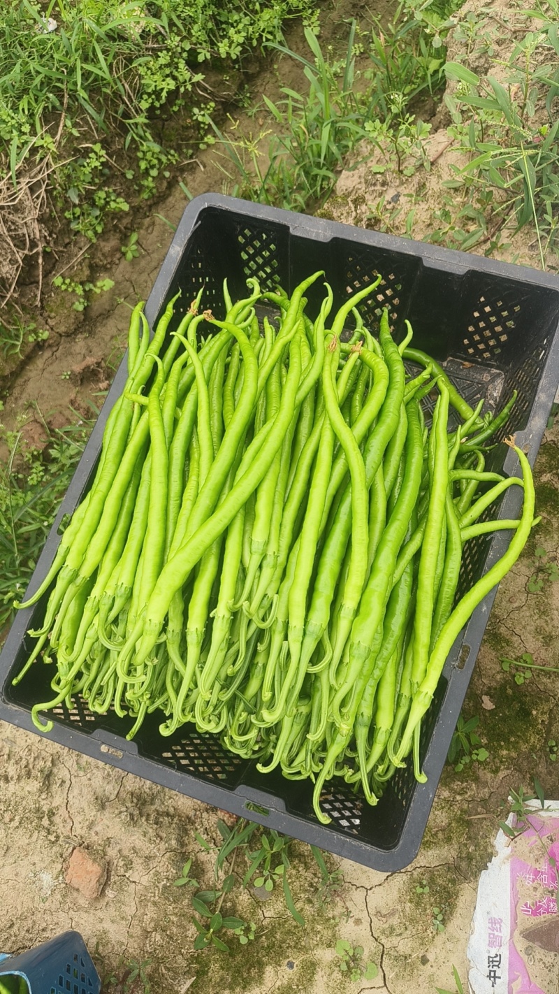 二荆条辣椒
