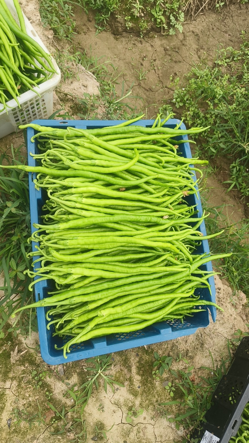 二荆条辣椒