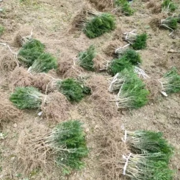 基地直销曼地亚红豆衫好活小苗