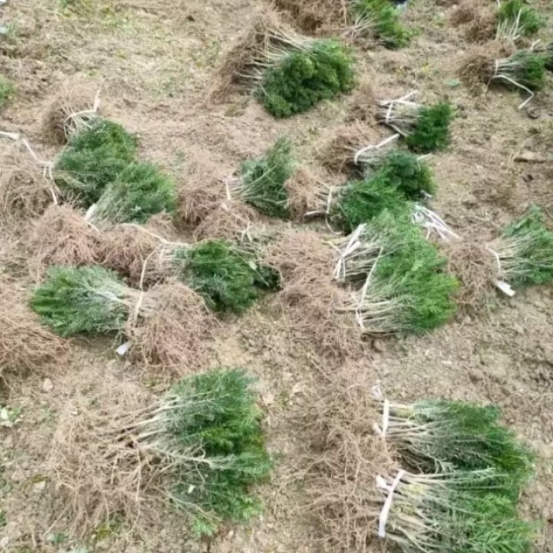 基地直销曼地亚红豆衫好活小苗