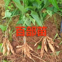 百部苗