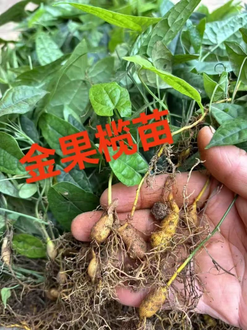 百部苗