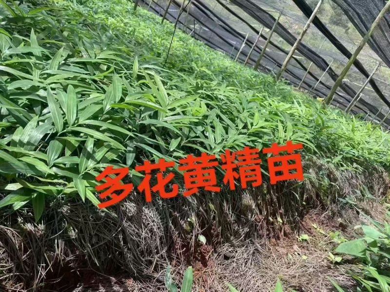 百部苗