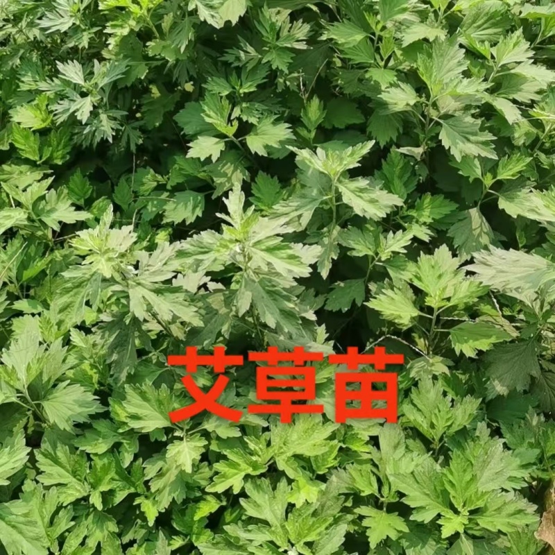 百部苗