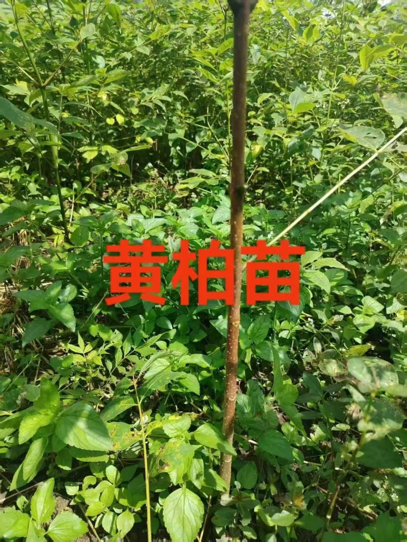 百部苗