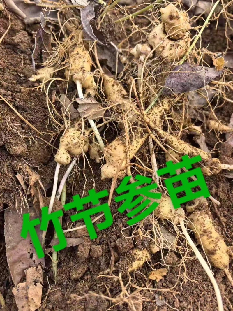 百部苗