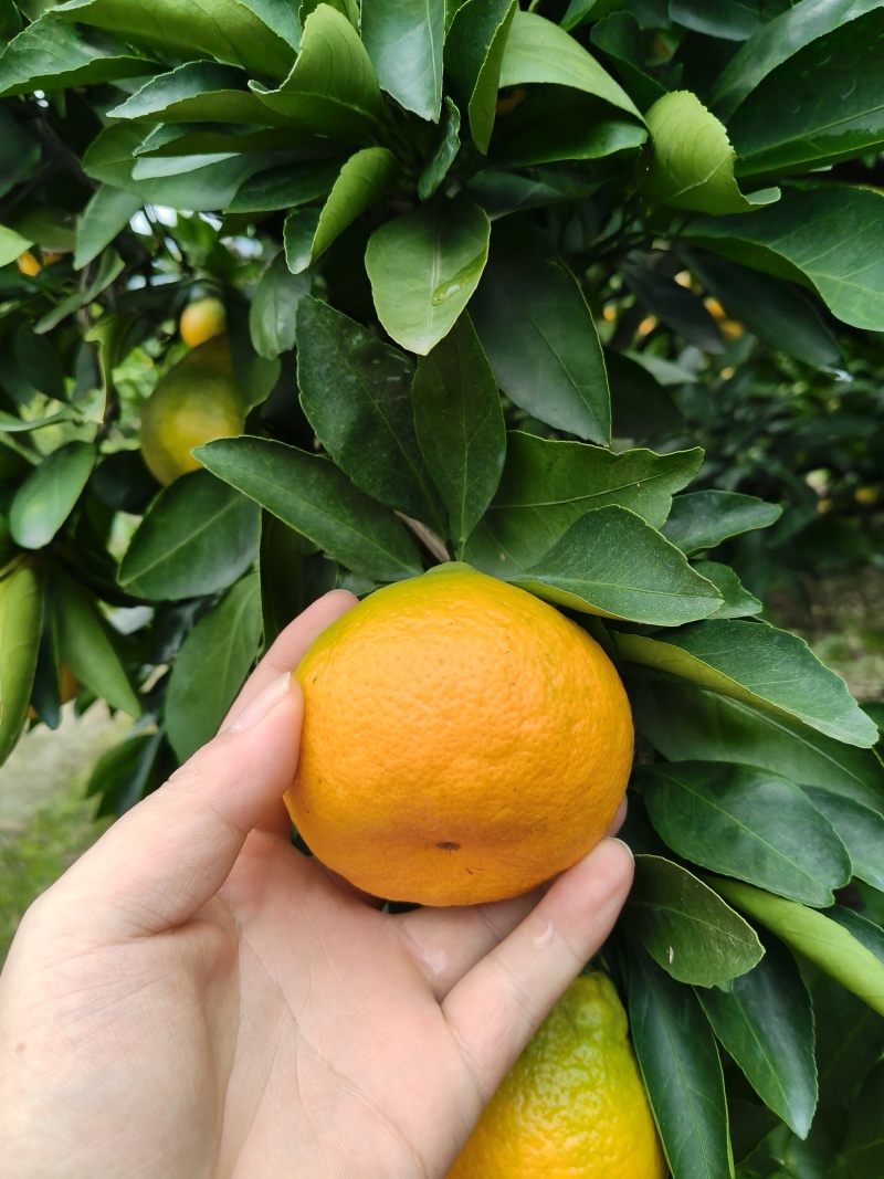 湖南石门蜜橘