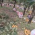 河北磨盘柿上市中