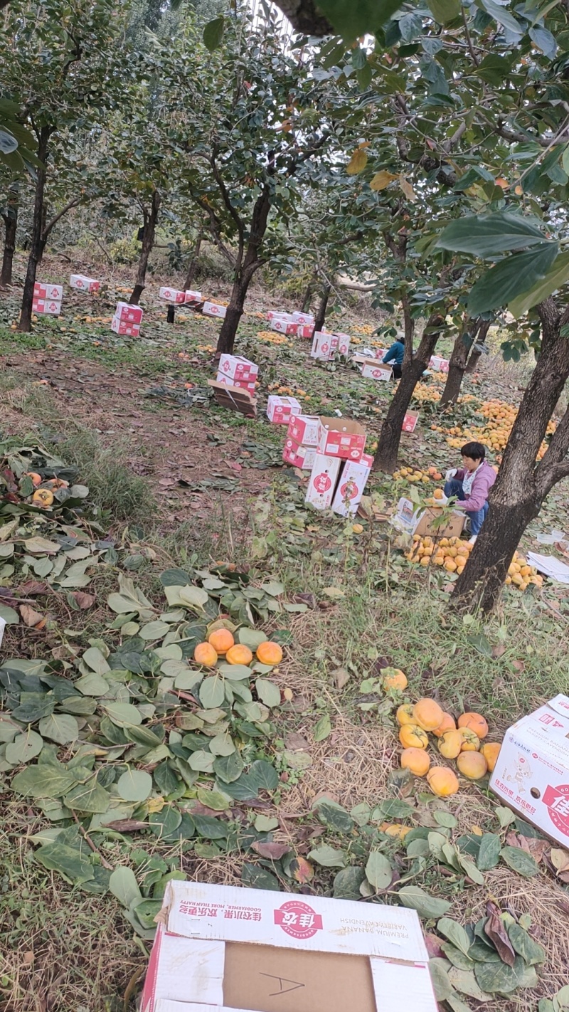 河北磨盘柿上市中
