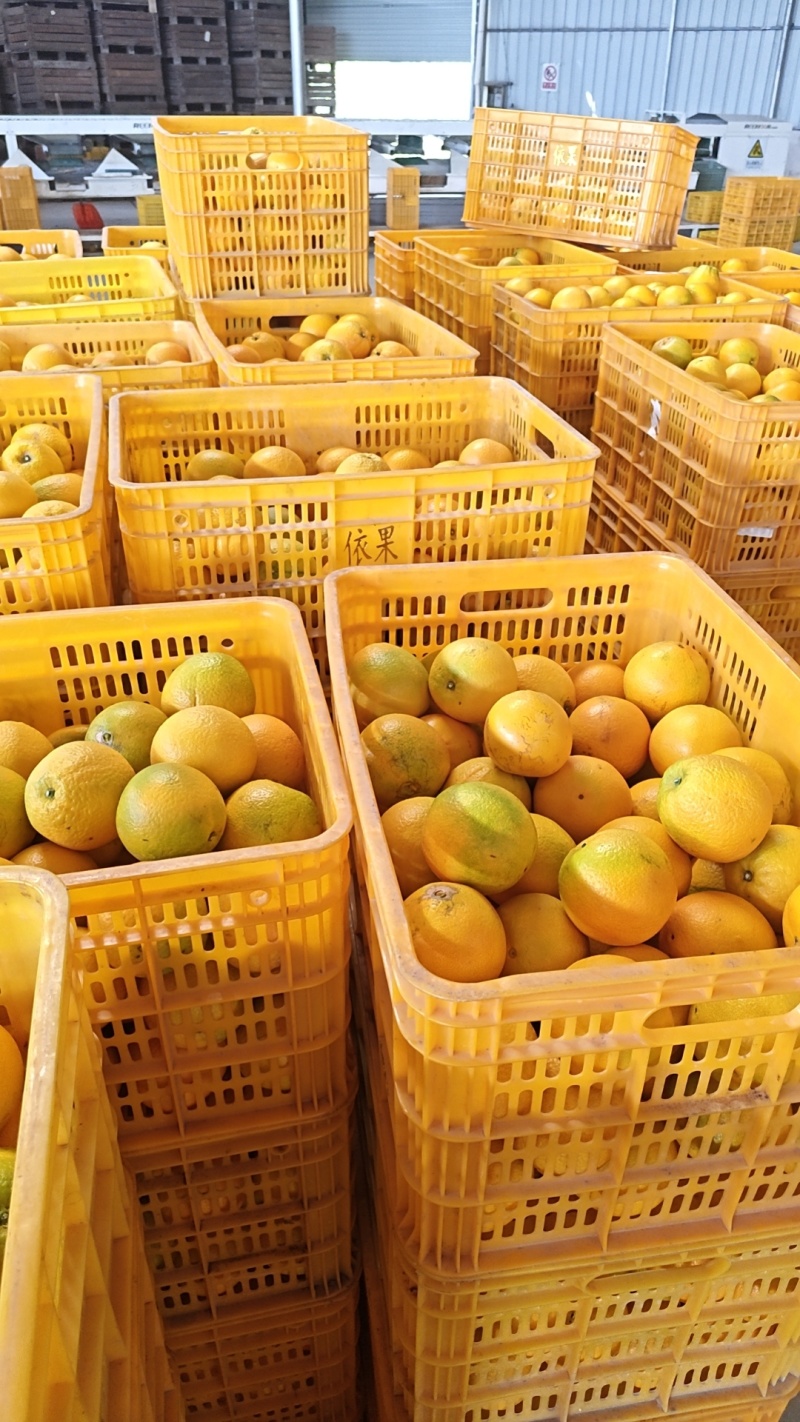 赣南脐橙信丰产地精品脐橙可批发可一件代发