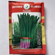 久星25号红根韭菜种子现货，直立型高产品种种子