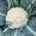 实菜花加工厂花菜大量上市毛菜净菜都可以量大从优