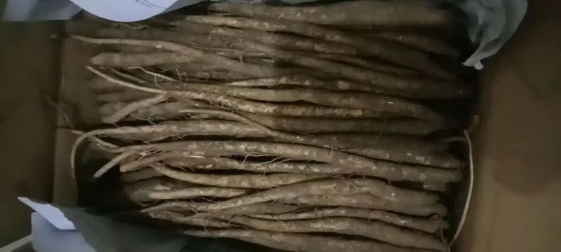 【小邹当归】大凉山甜当归！支持视频看货，可发往全国市场！