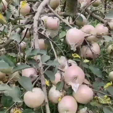 红富士苹果