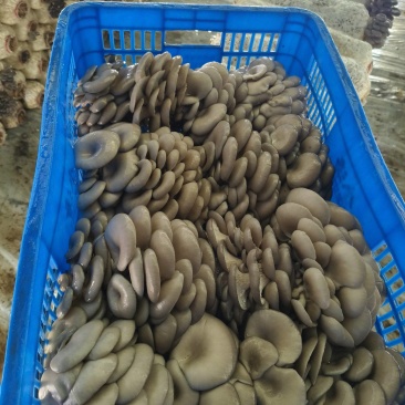 精品蘑菇