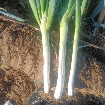 铁杆大葱，长白葱，大量上市，葱白高粗紧实奈储存