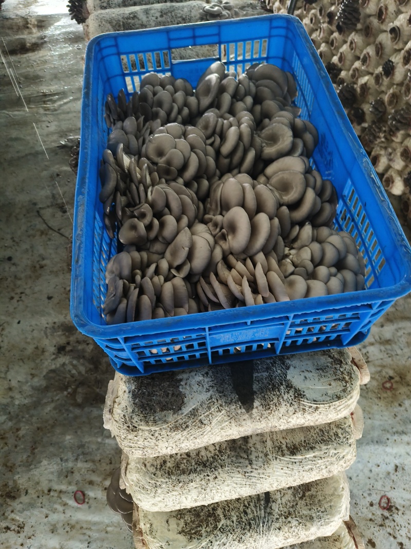 精品蘑菇