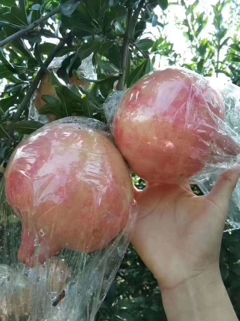 临潼代王自产红石榴硬籽