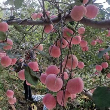 优质货源，山地片红条红富士